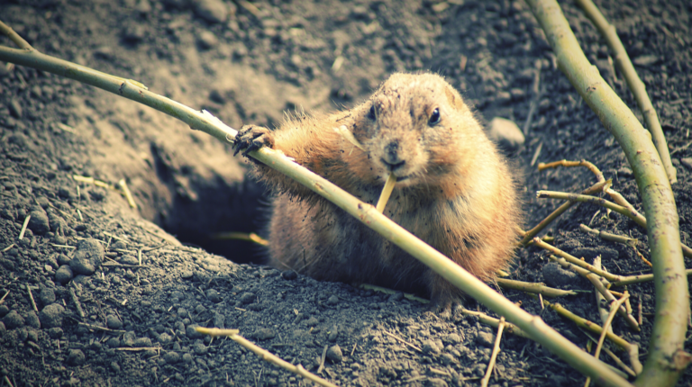 4 Fun Ways to Celebrate Groundhog Day with Your Kids